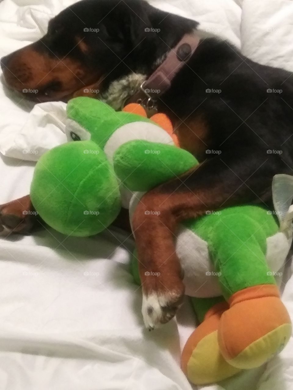 puppy cuddling her yoshi stuffed animal