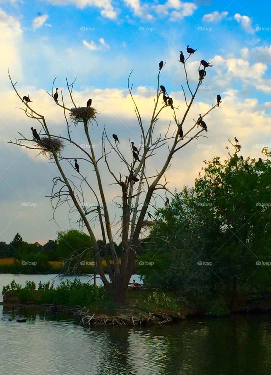 Cormorants nesting