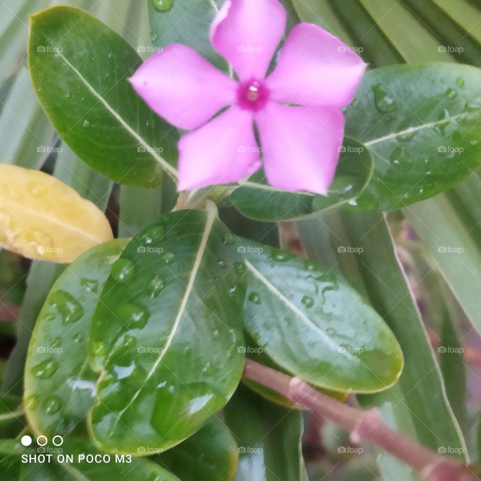 Beautiful leaves and flower.