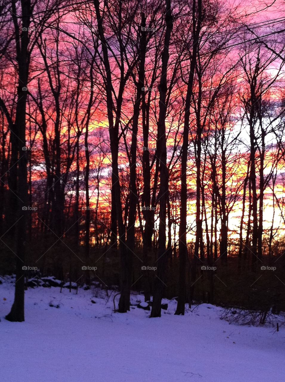View of silhouette trees in forest during winter