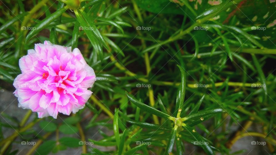 Pink flowers / Bunga warna merah muda