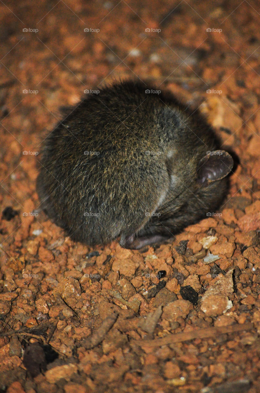 A sleeping rat hiding his face on the ground