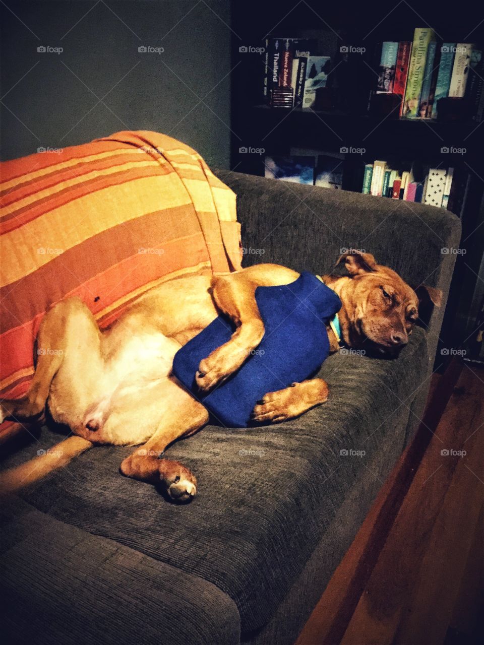 Winter time. Dog sleeping on the sofa with a hot water bottle