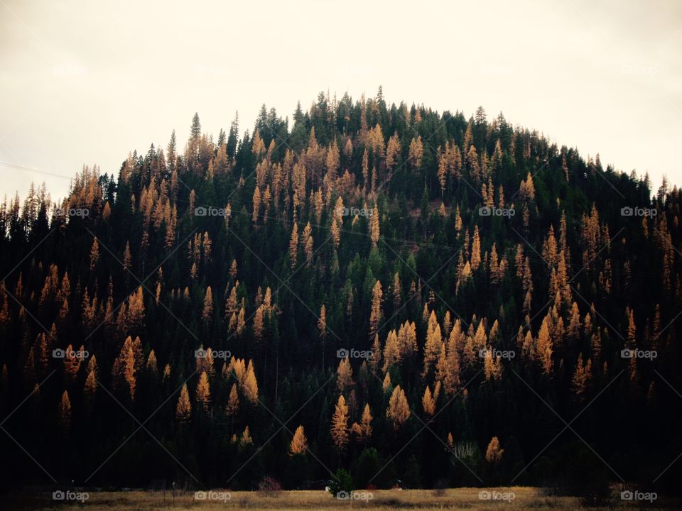 Tamaracks in the fall in Cougar Mountain Idaho