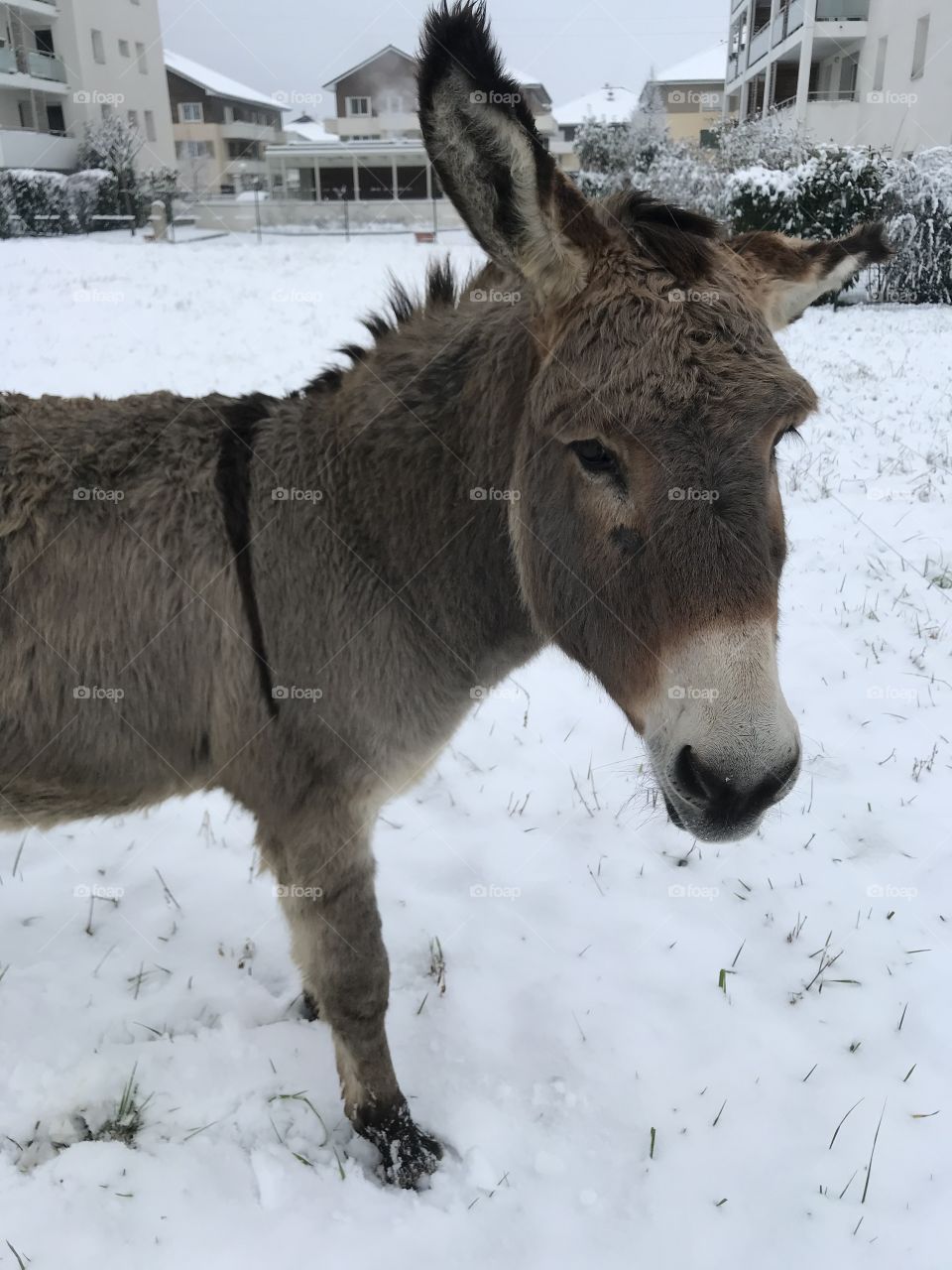 Âne donkey snow winter