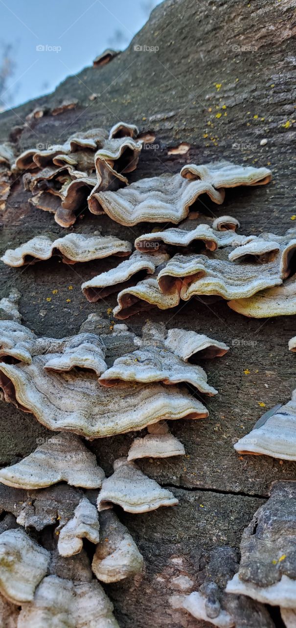 Fungus on a tree trunk