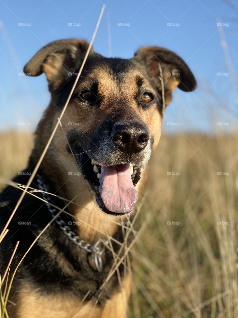 German shepherd mixed dog