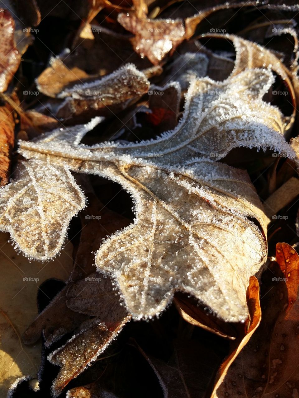 frosted leaf in the morning sun