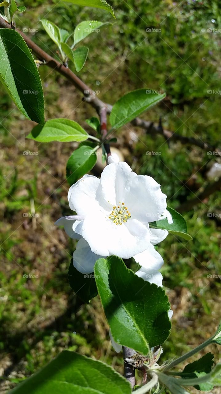 Blooming Apple