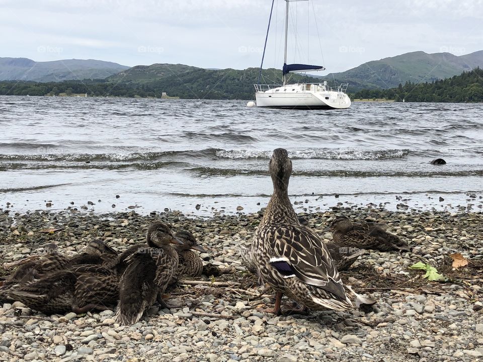 Ducks watching a boat set sail in the Lake District 