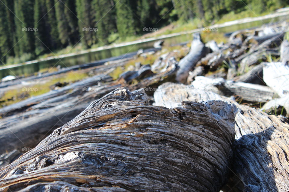 Old Dead Log on Lake
