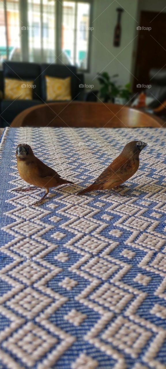 Birds in the Table.