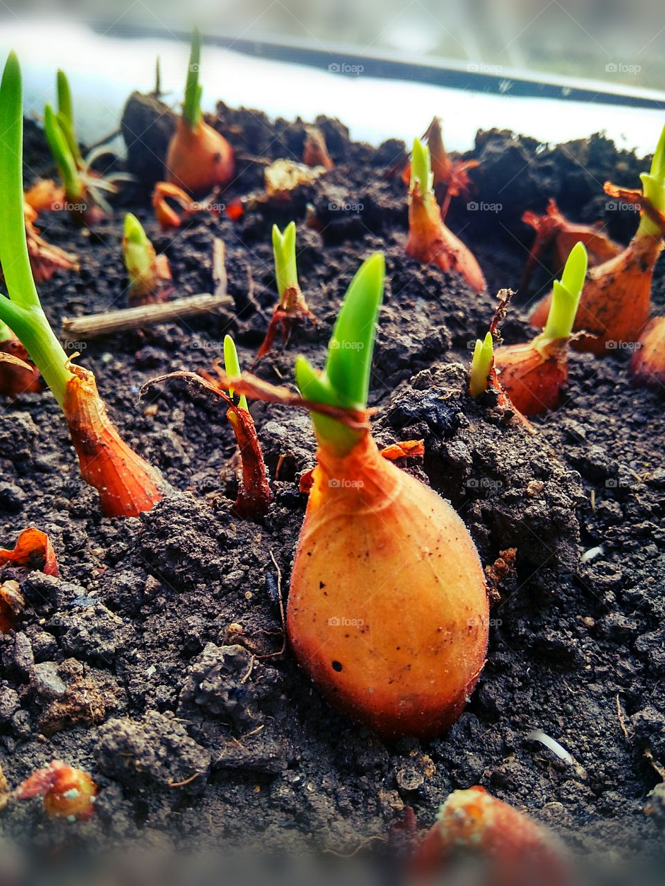 first signs of sрring by foaр missions, growing the first leaves of the onion in the early spring!