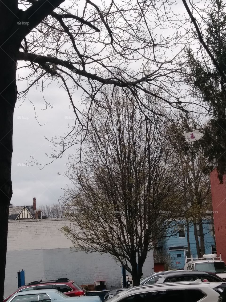 trees, tops pf hoises, sky during winter