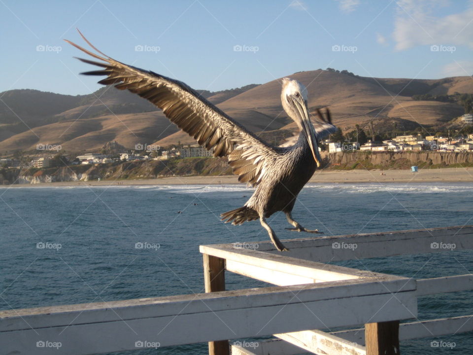 Perfect landing. Pelican landing on peir overlooking ocean.