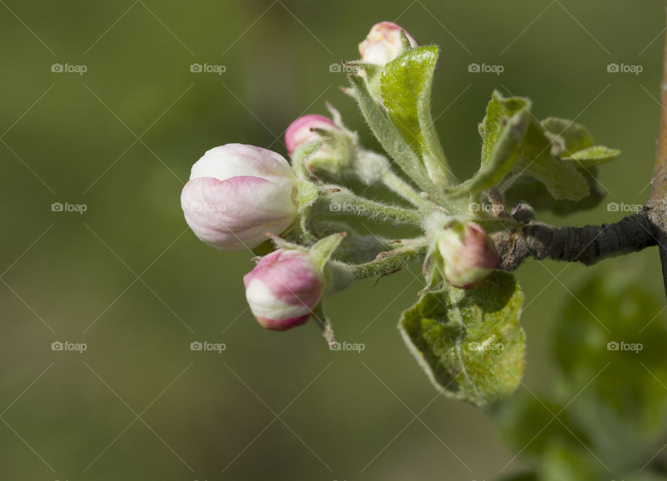 apple blossom bud,  close up . spring concept