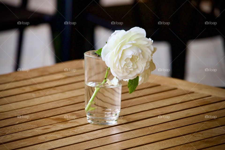 Single short stemmed white rose in simple glass of water on slatted wood table 