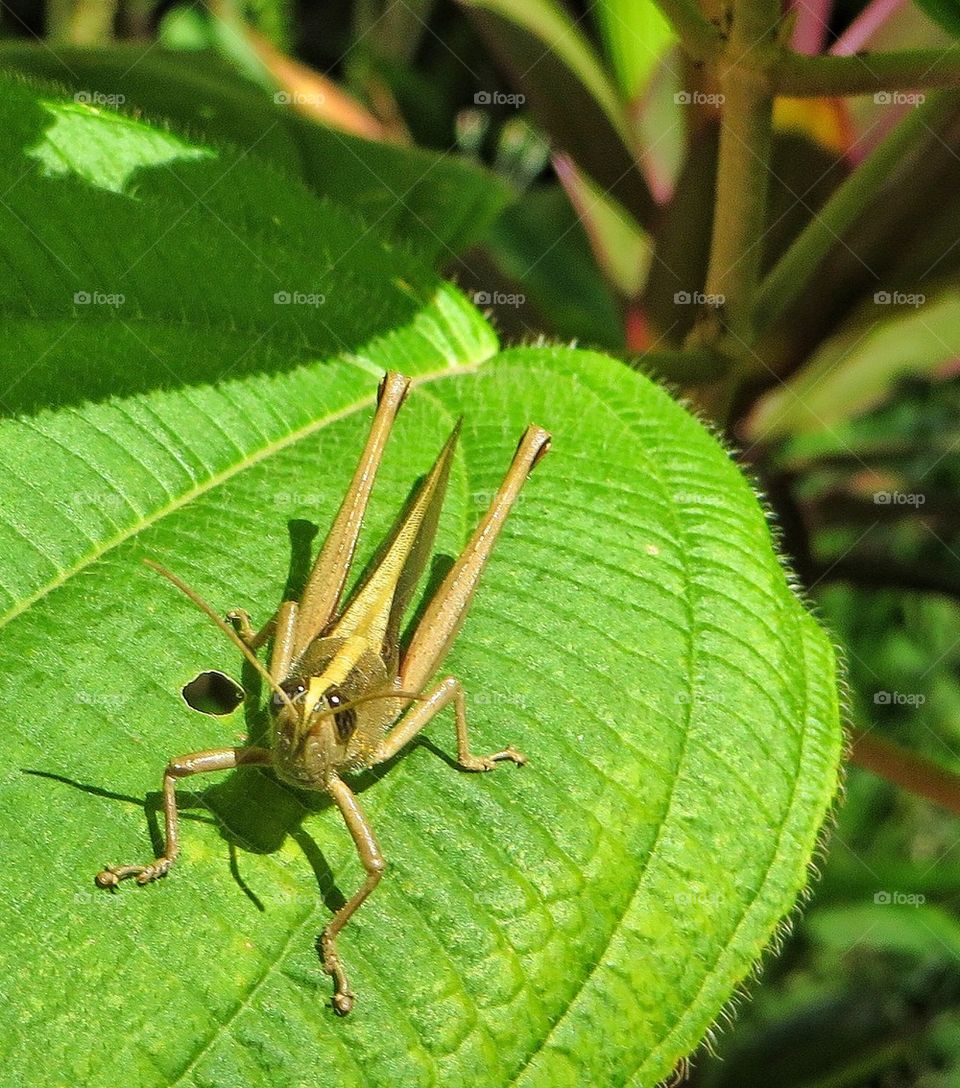 Grasshopper