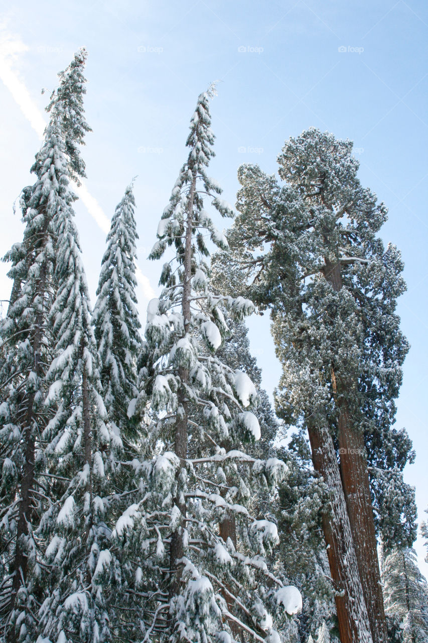 Winter sequoia park 