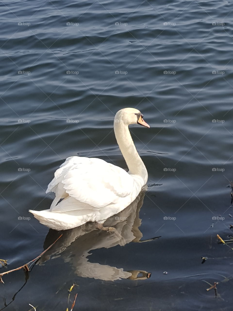 swan swimming