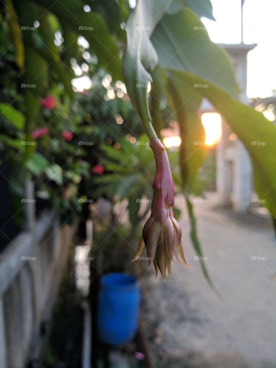 flower