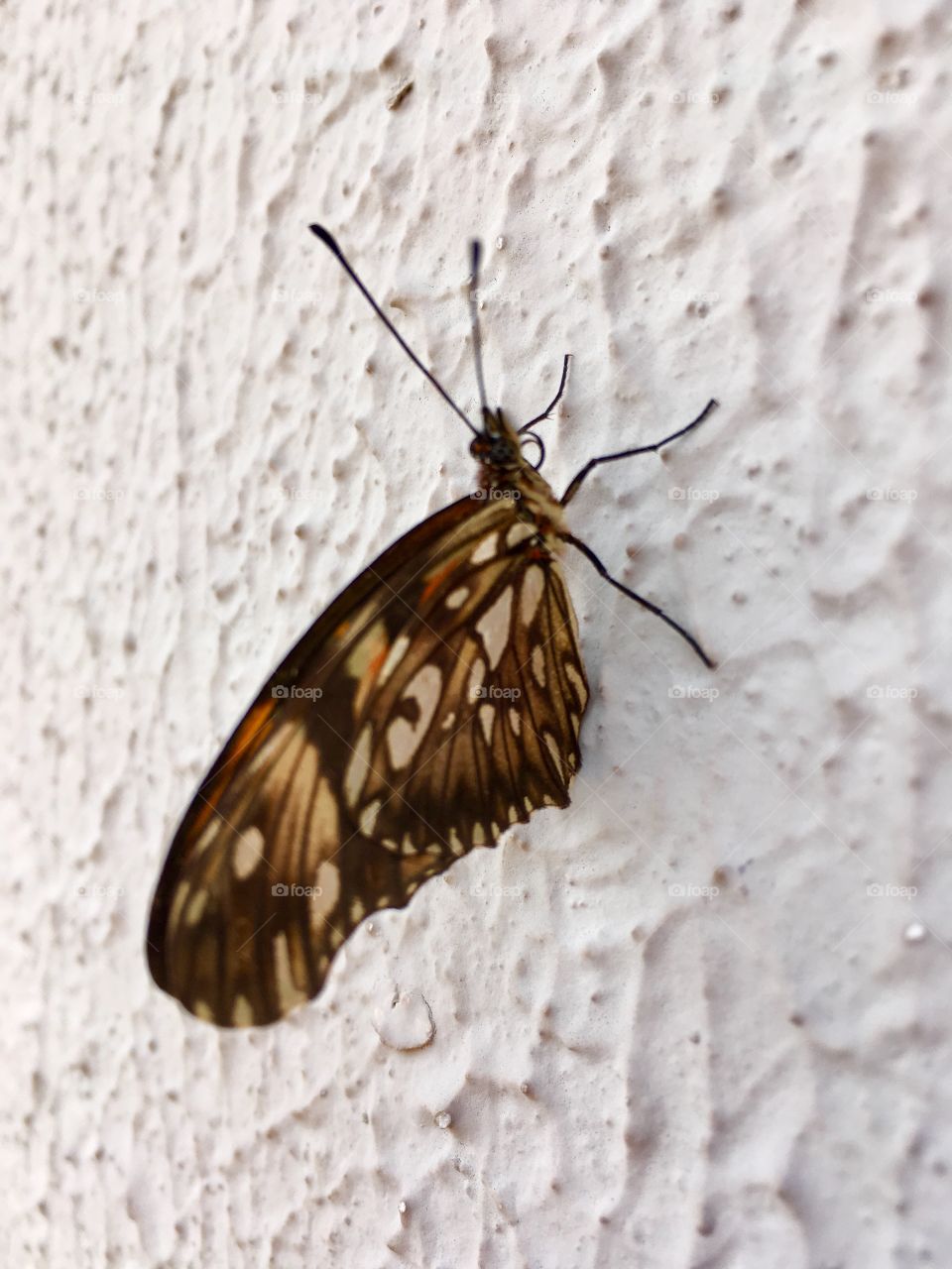 Uma linda borboleta repousando! 🦋 