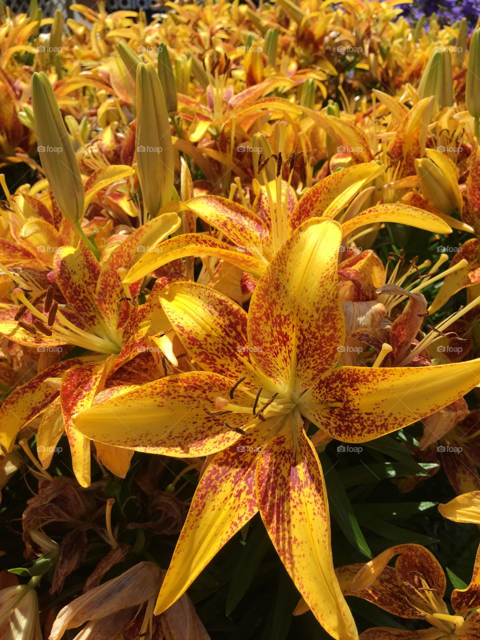 Spotted yellow lilies