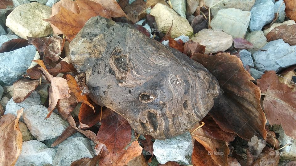 Rocks and Leaves