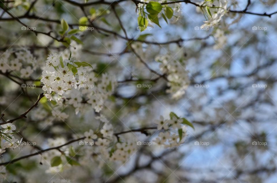 Low angle view of tree branch