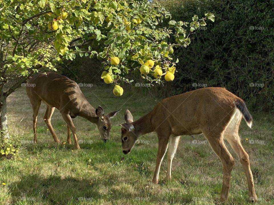 Grazing in the orchard