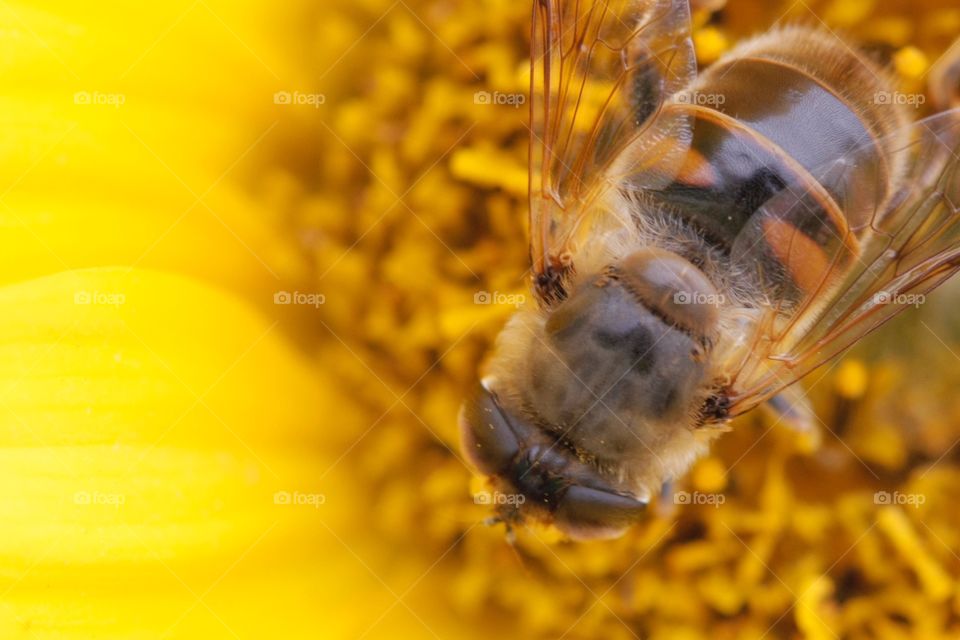 Extreme close-up of bee on sunflower