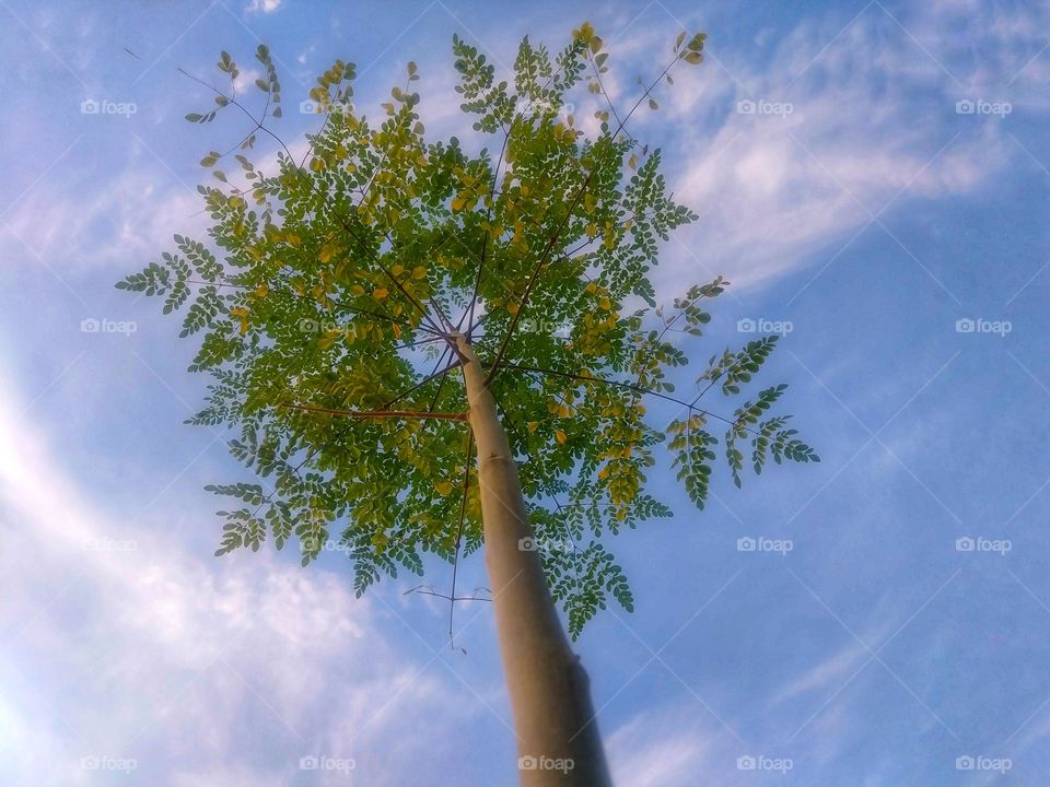 Moringa Tree