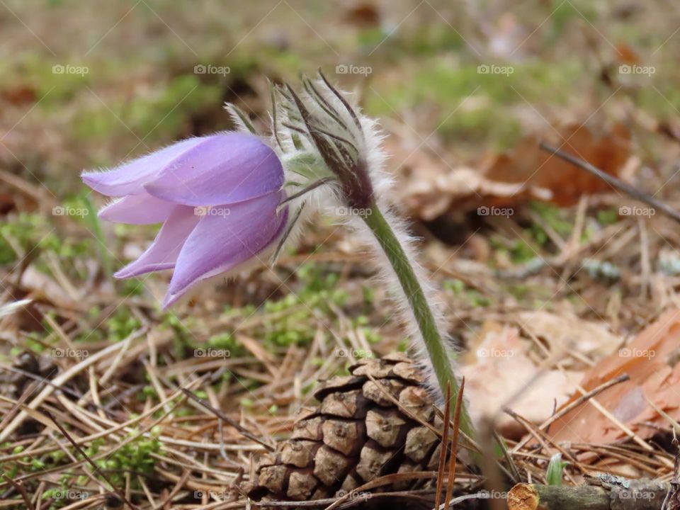 In the spring forest