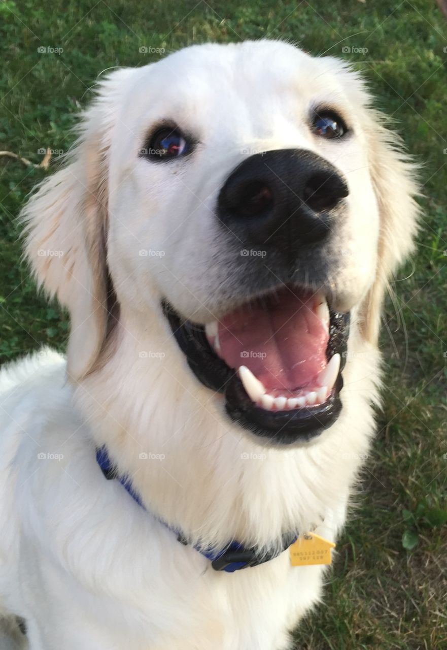 High angle view of dog