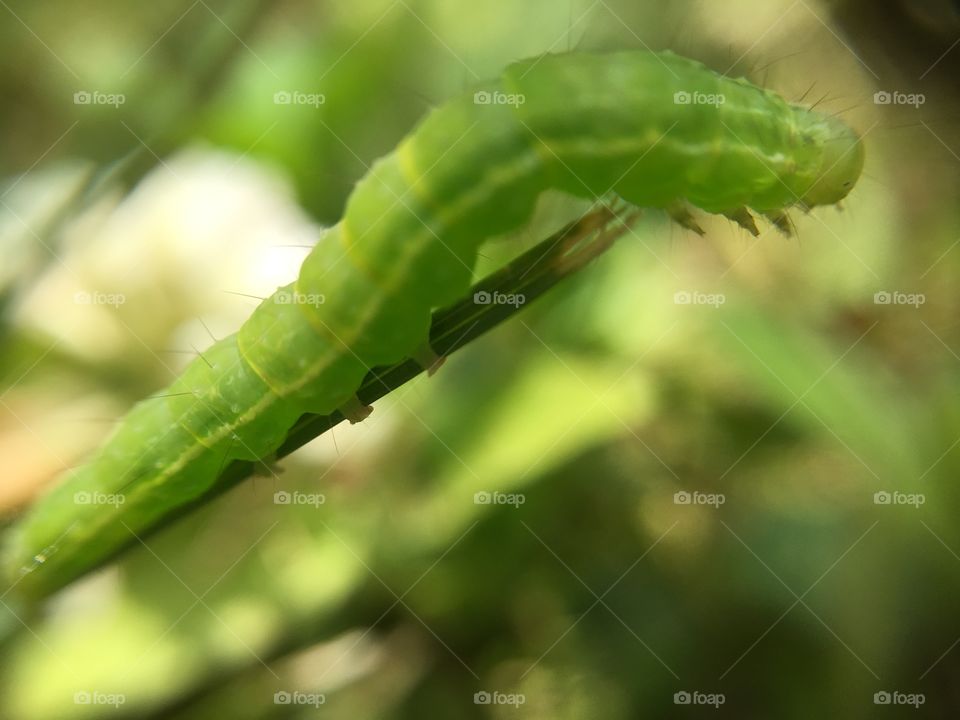 Caterpillar 