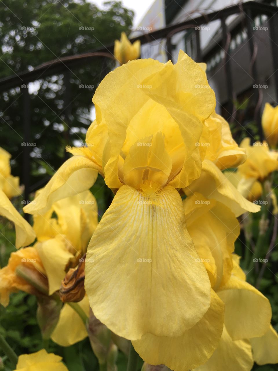 Yellow iris