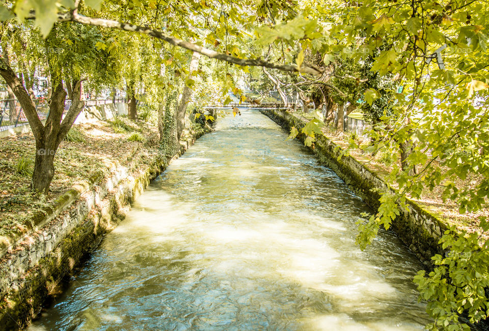 Nature, Water, Wood, Tree, Leaf