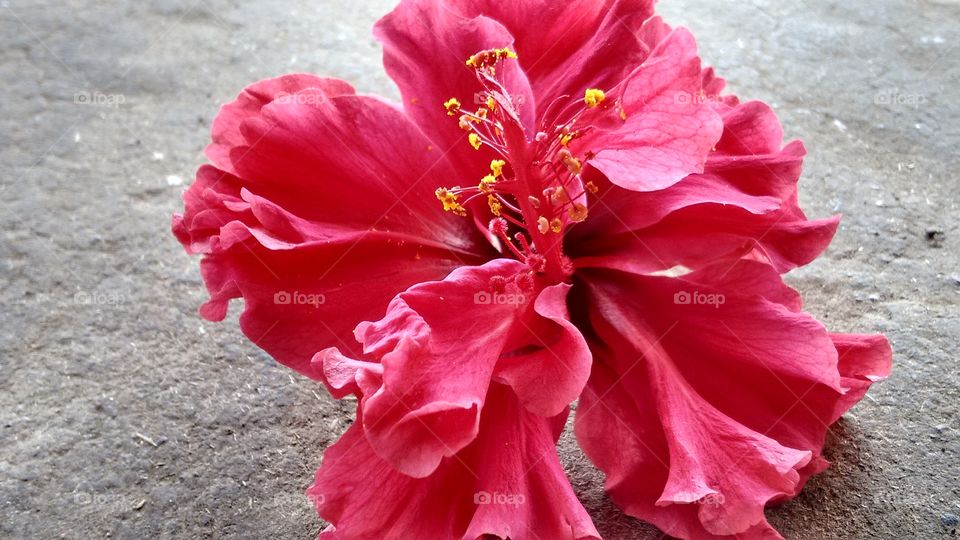 red flower.at Sinhgad Pune , India