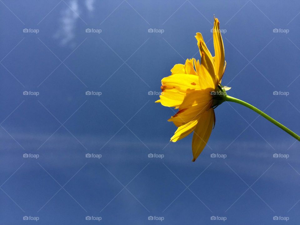 Yellow cosmos