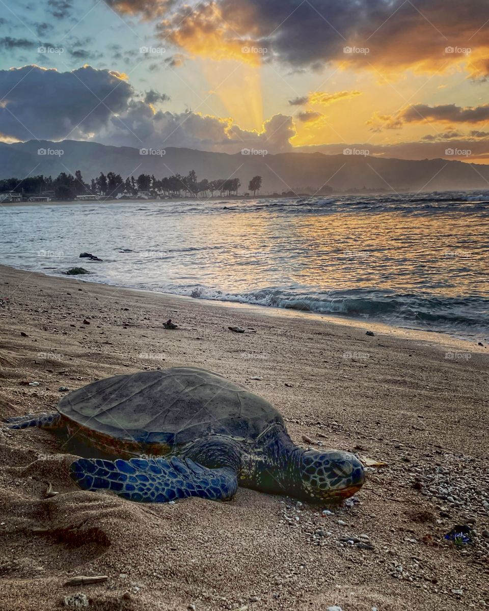 Green Sea Turtle resting on the beach