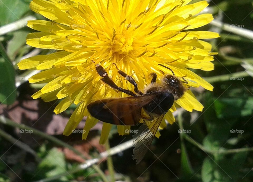 Dandy cross-pollinators. Bee