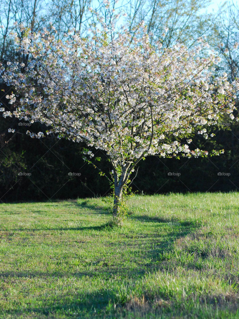 daylight shine through tree
