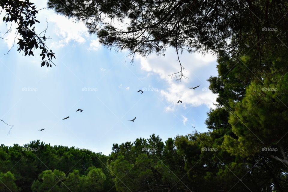 flying birds above forest