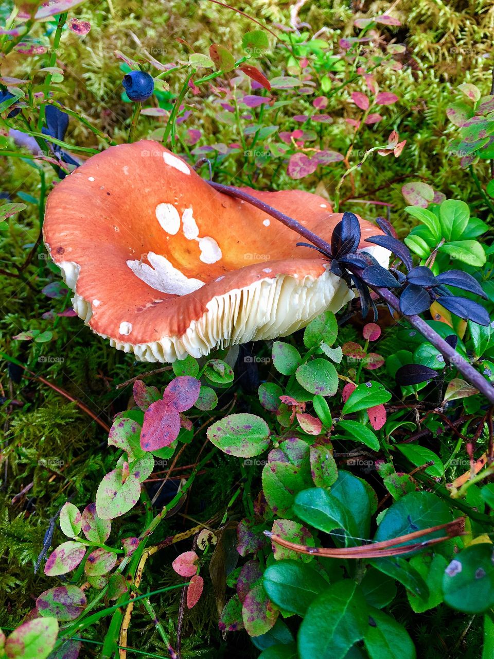 Captured with iPhone 6s Plus 