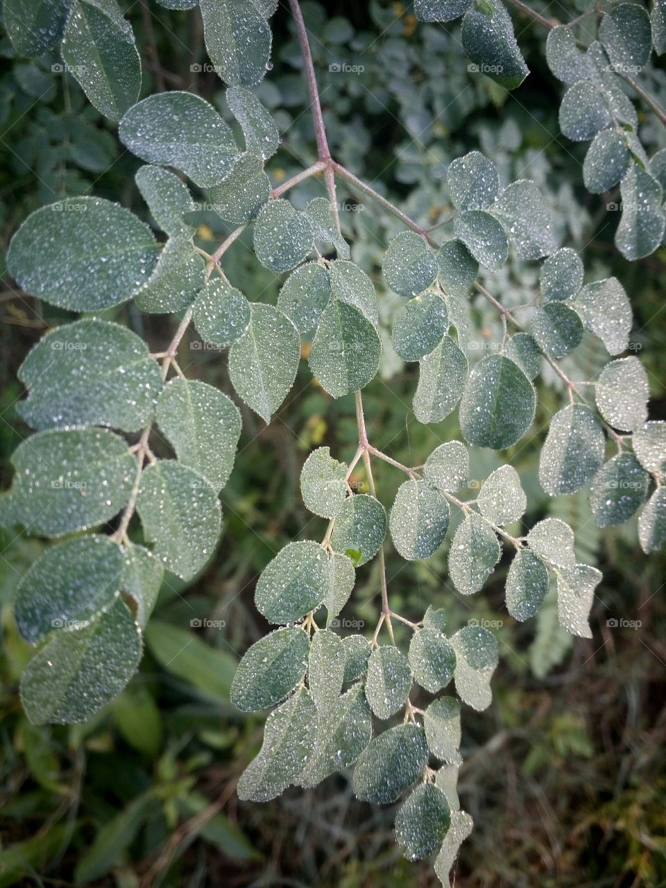the most beautiful water drops and leaf
