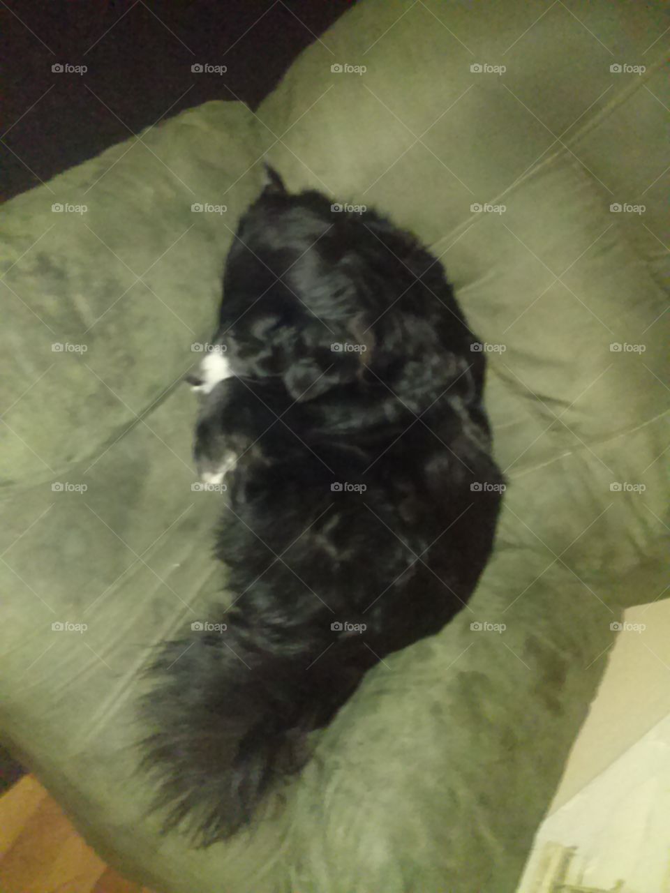 my dog. her name is Missy she loves to sleep in this chair