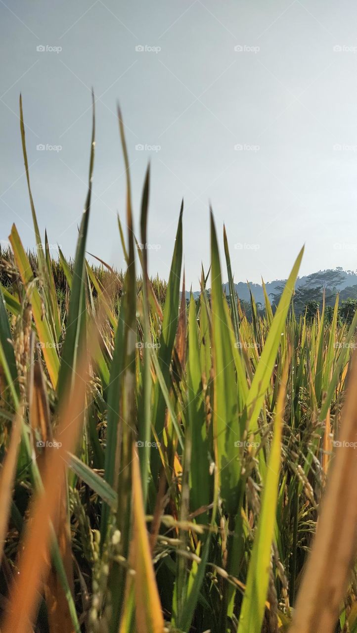 padi sudah menguning