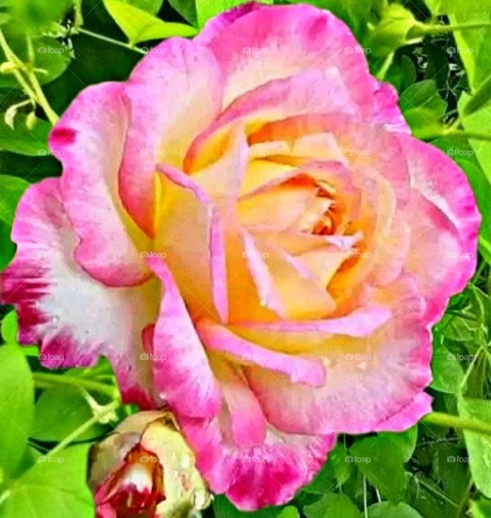 most beautiful and attractive flowers in the garden.