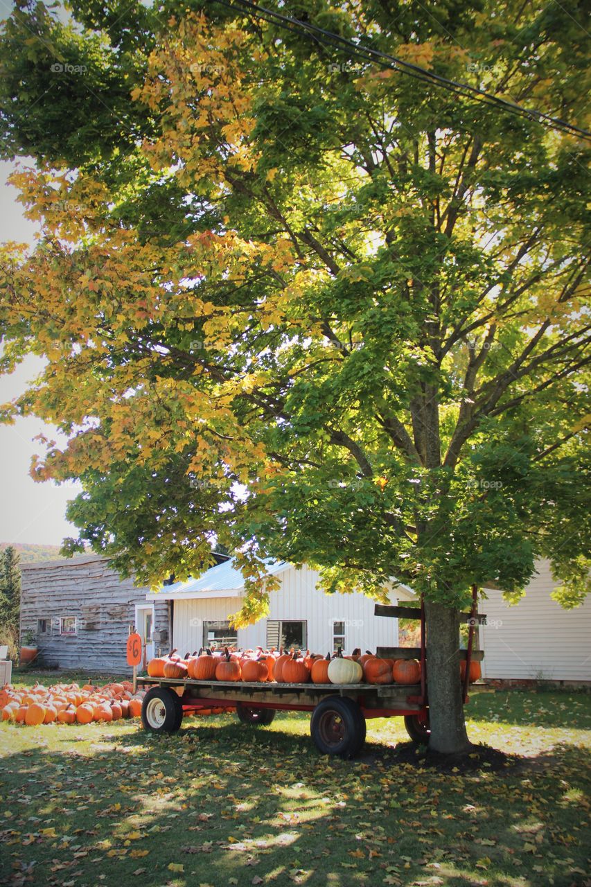 Pumpkin sale