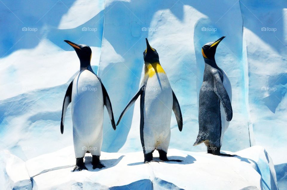 Penguins at Ocean Park